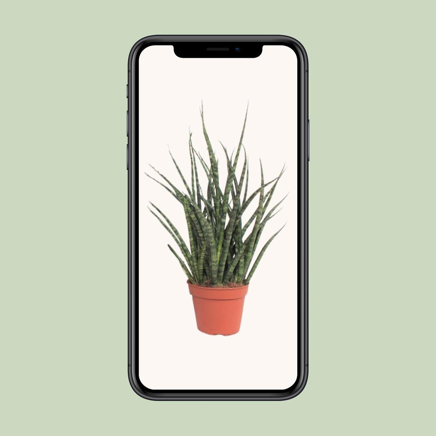 Sansevieria Fernwood Punk - Ø12cm - ↕30cm - Pflanzfix24