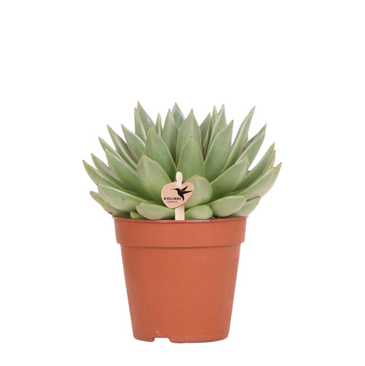 Echeveria Miranda Sukkulente Ø12cm – Pflanzfix24.de - Pflanzfix24.de
