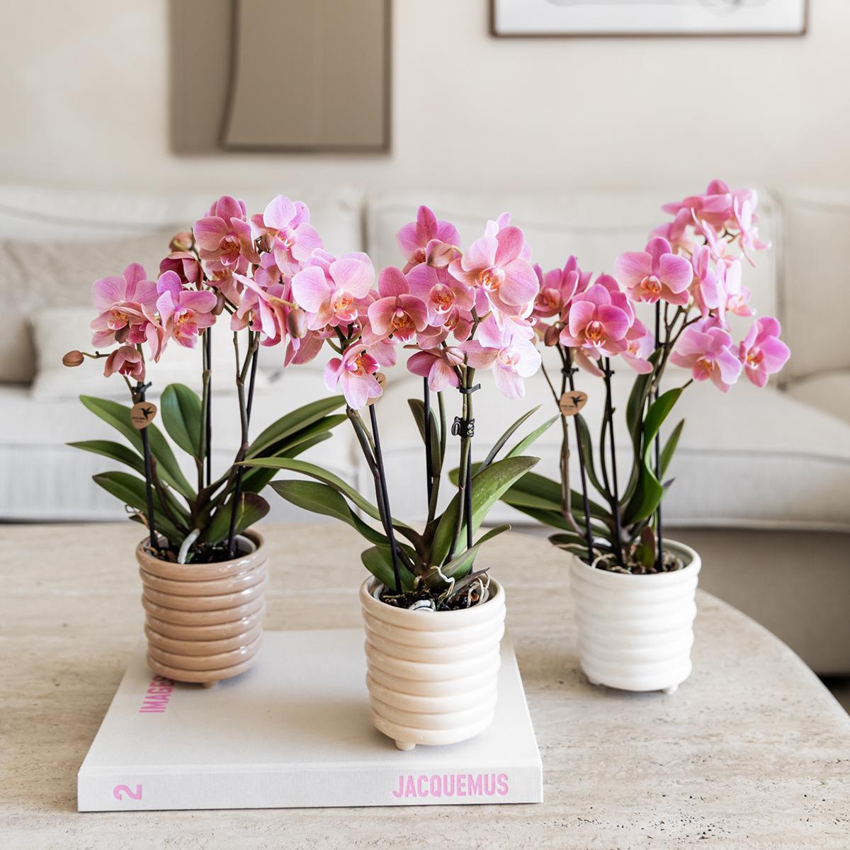 Kolibri Orchids | KOMBI-ANGEBOT mit 4 Phalaenopsis-Orchideen - Treviso - Topfgröße Ø9cm - Pflanzfix24
