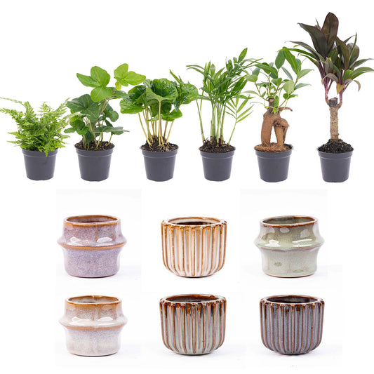 Mini planten set 6 - Inclusief pot set Barcelona - Pflanzfix24