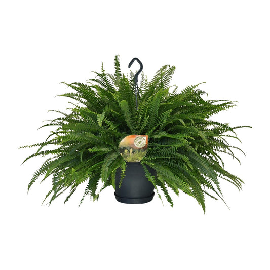 Nephrolepis „Grüne Dame“ Boston-Farn Ø20cm | Pflanzfix24.de - Pflanzfix24.de