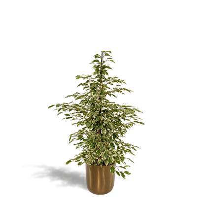 Ficus benjamina Twilight - Ø21cm - ↕95cm + Topf Mayk Gold - Pflanzfix24
