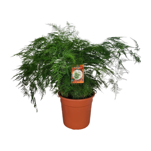 Asparagus Setaceus - Ø27cm - ↕70cm - Pflanzfix24.de - Pflanzfix24.de