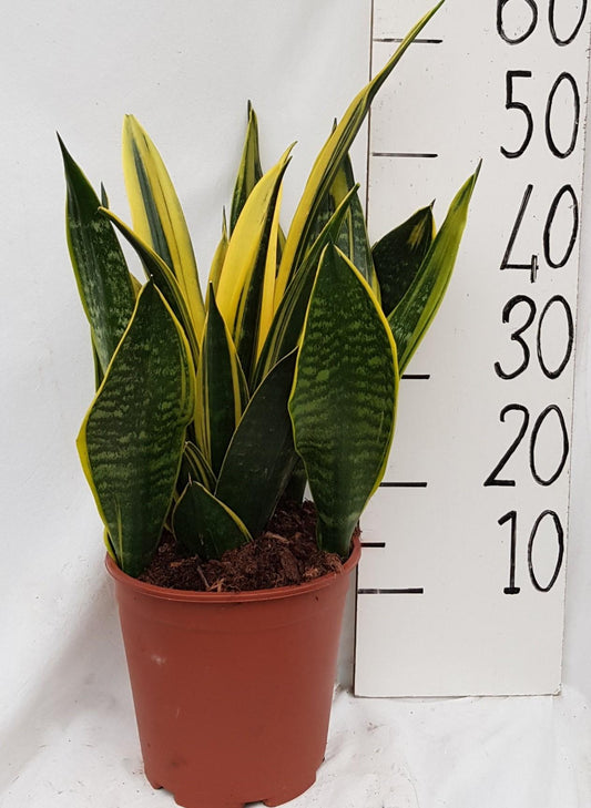 Sanseveria Goldflame - Pflanzfix24