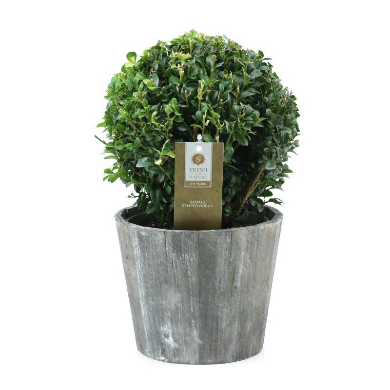 Buxus Sempervirens Ball in Holztopf - 20cm Durchmesser - Pflanzfix24