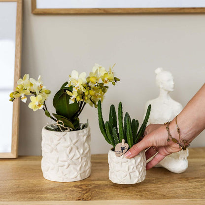 Stapelia Kaktus Ø6cm – Zimmerpflanze bei Pflanzfix24.de - Pflanzfix24.de