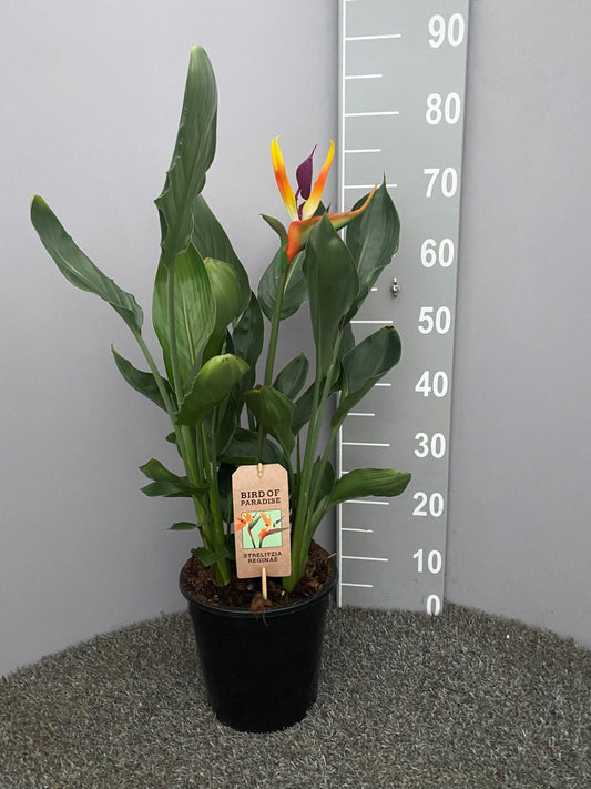 Strelitzia Reginae P21 Kunstblume - Pflanzfix24
