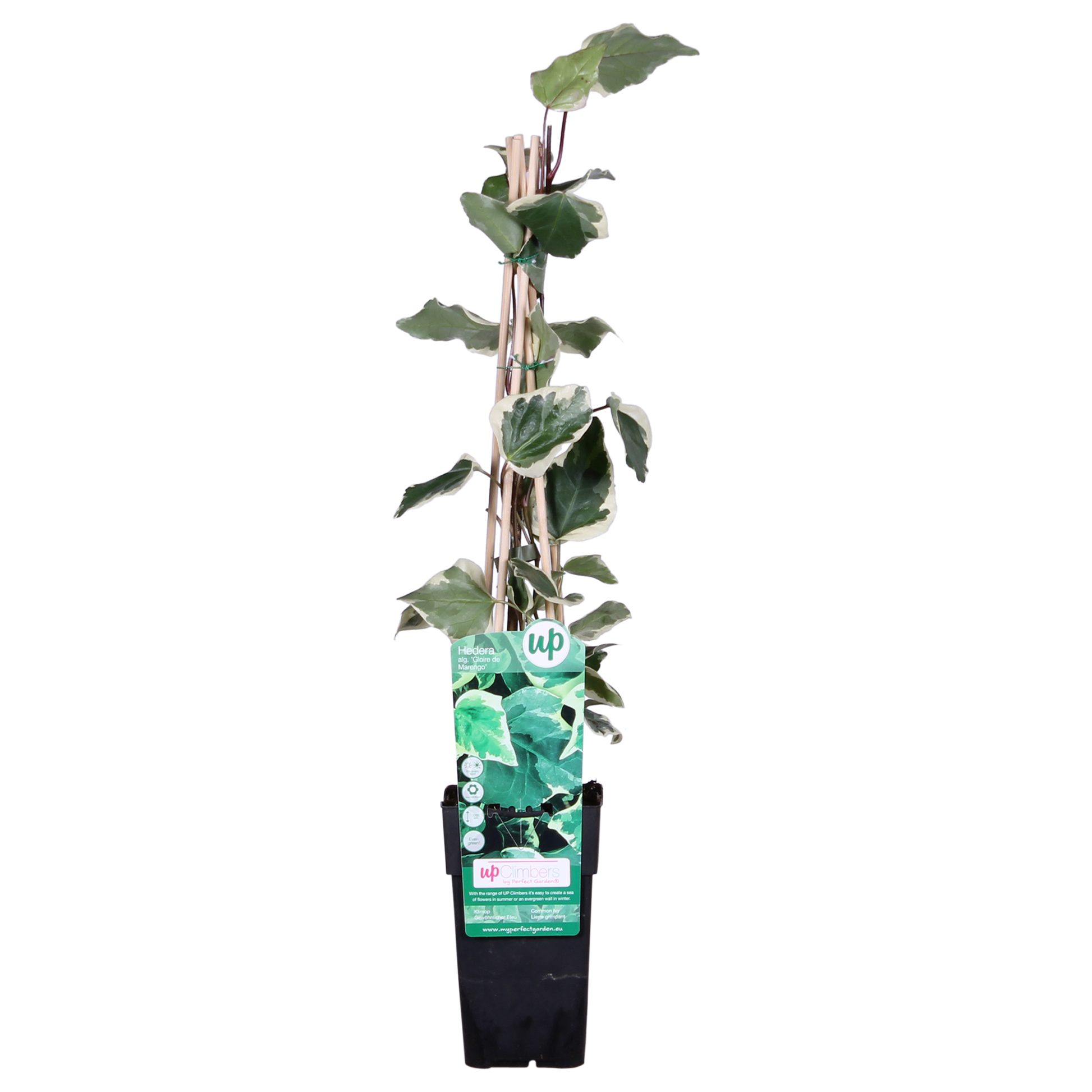 Hedera algeriensis 'Gloire de Maren' - Pflanzfix24.de - Pflanzfix24.de