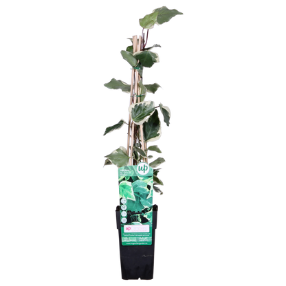 Hedera algeriensis 'Gloire de Maren' - Pflanzfix24.de - Pflanzfix24.de