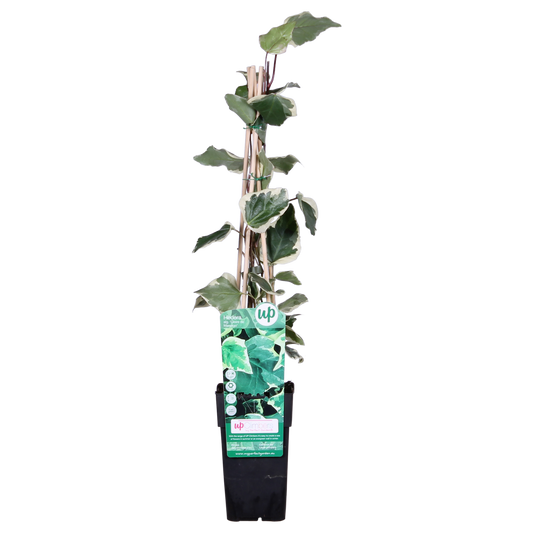 Hedera algeriensis 'Gloire de Maren' - Pflanzfix24.de - Pflanzfix24.de