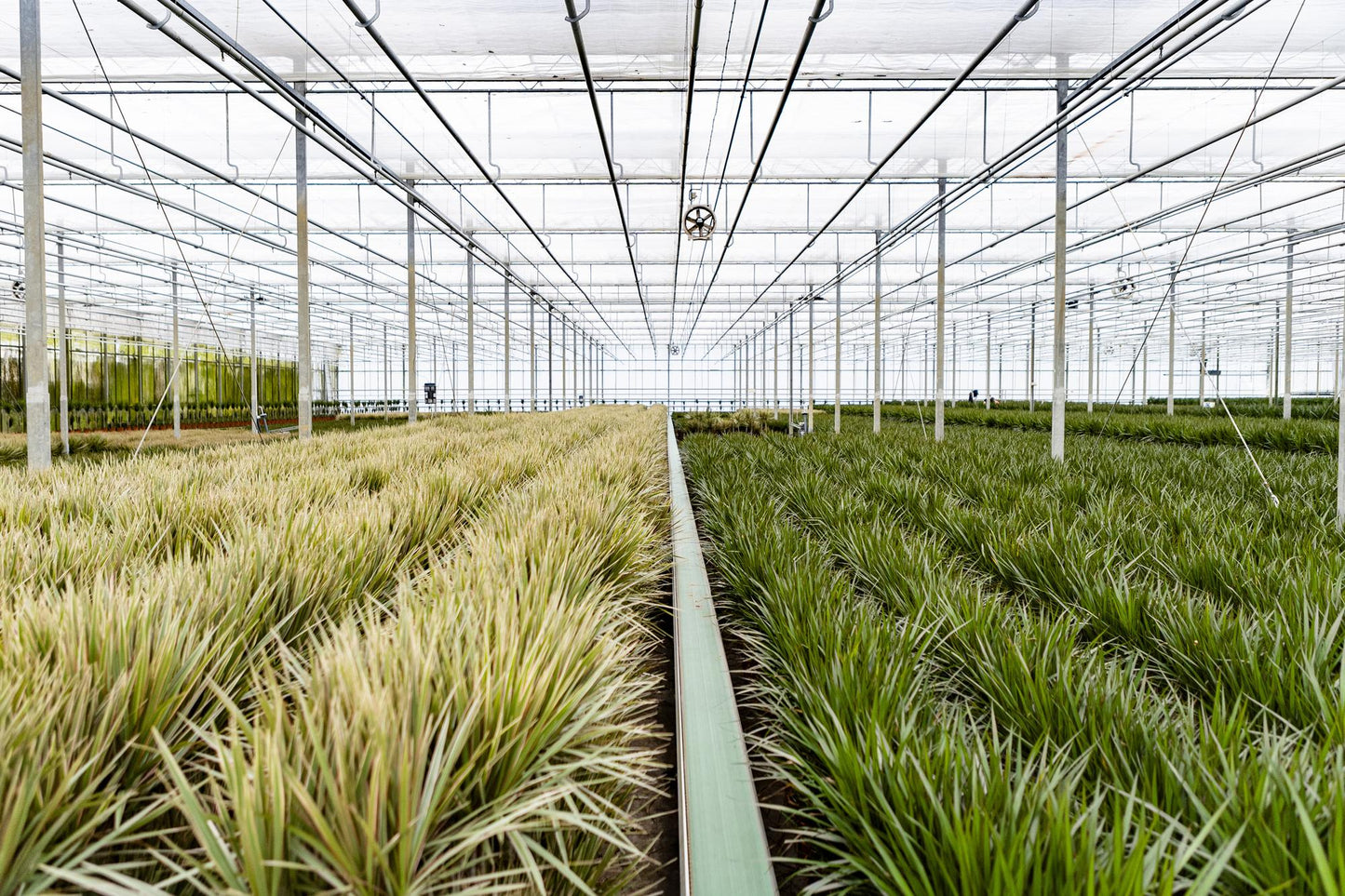 Dracaena Marginata - Ø21cm - ↕120cm - Pflanzfix24.de - Pflanzfix24.de