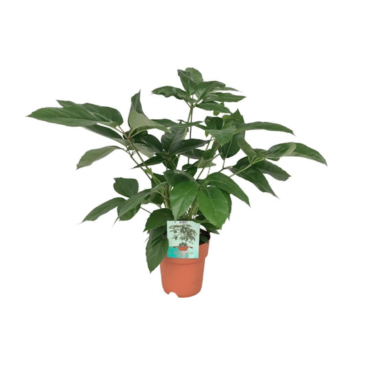 Schefflera Emerald Green – 75 cm – Pflanzfix24.de - Pflanzfix24.de
