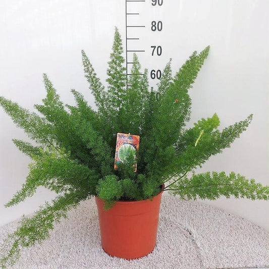 Asparagus D. Meyers - Ø27cm - ↕60cm - Pflanzfix24.de - Pflanzfix24.de