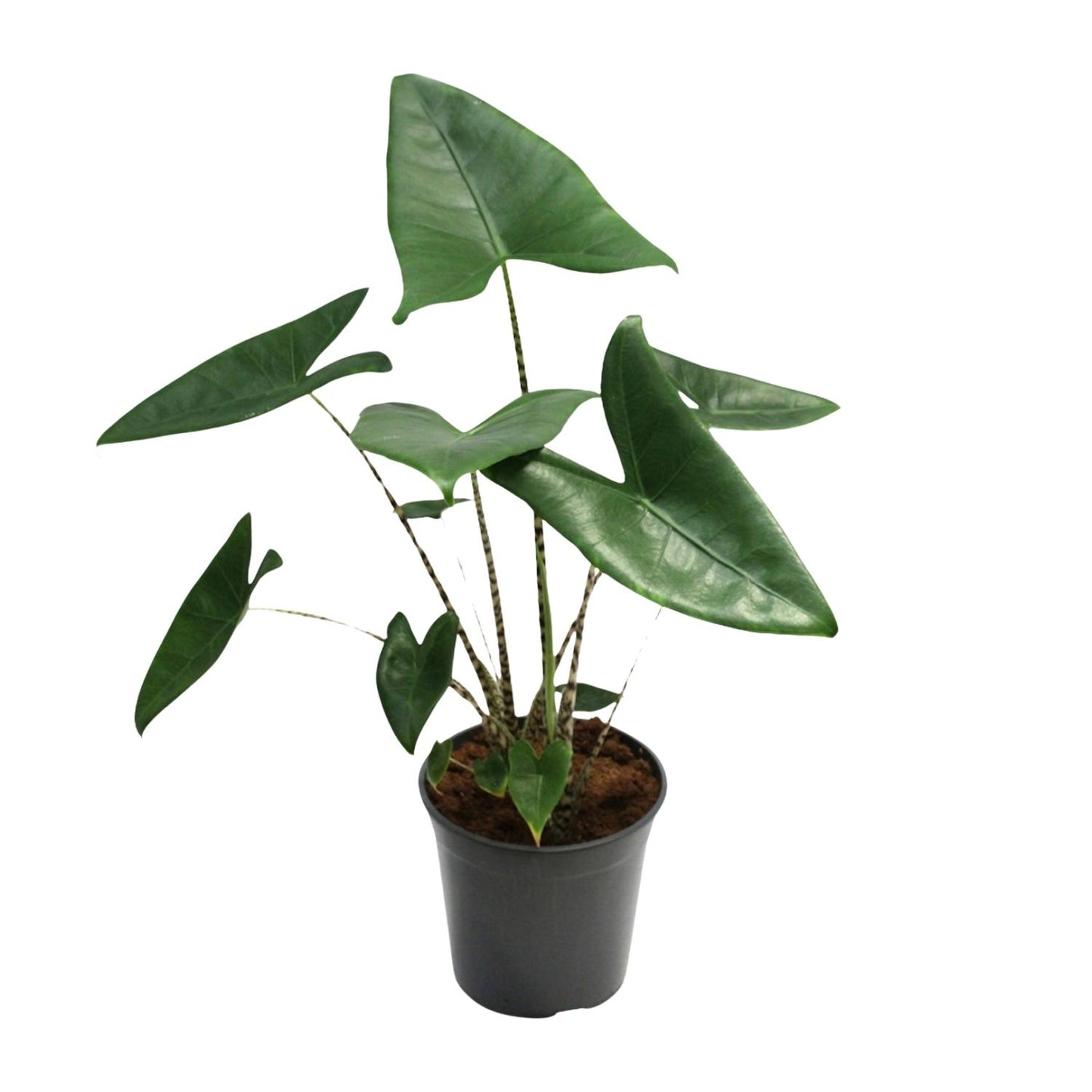 Alocasia Zebrina - Ø21cm - ↕80cm bei Pflanzfix24