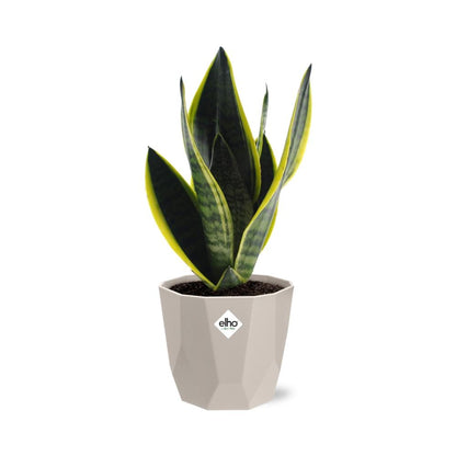 Sansevieria Futura Superba in ELHO b.for rock 14 cm warm grey - Pflanzfix24