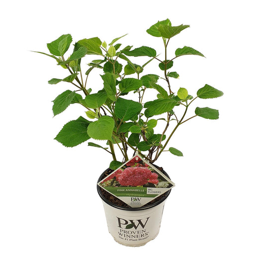 Endlose Hortensie 'Pink Annabelle' - Ø19cm - ↕30cm - Pflanzfix24.de - Pflanzfix24.de