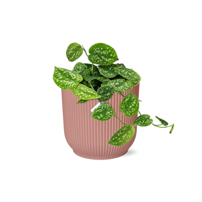 Scindapsus Pictus ‘Argyraeus’ 14cm – Luftreinigende Zimmerpflanze | Pflanzfix24