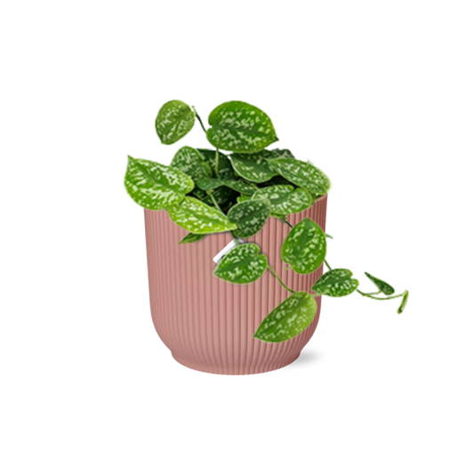 Scindapsus Pictus ‘Argyraeus’ 14cm – Luftreinigende Zimmerpflanze | Pflanzfix24