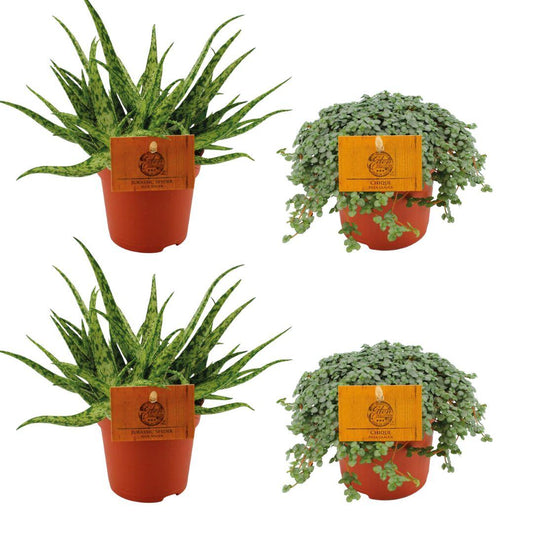 2x Aloe Spider + 2x Pilea Glauca - 4 Stücke - pflanzfix24