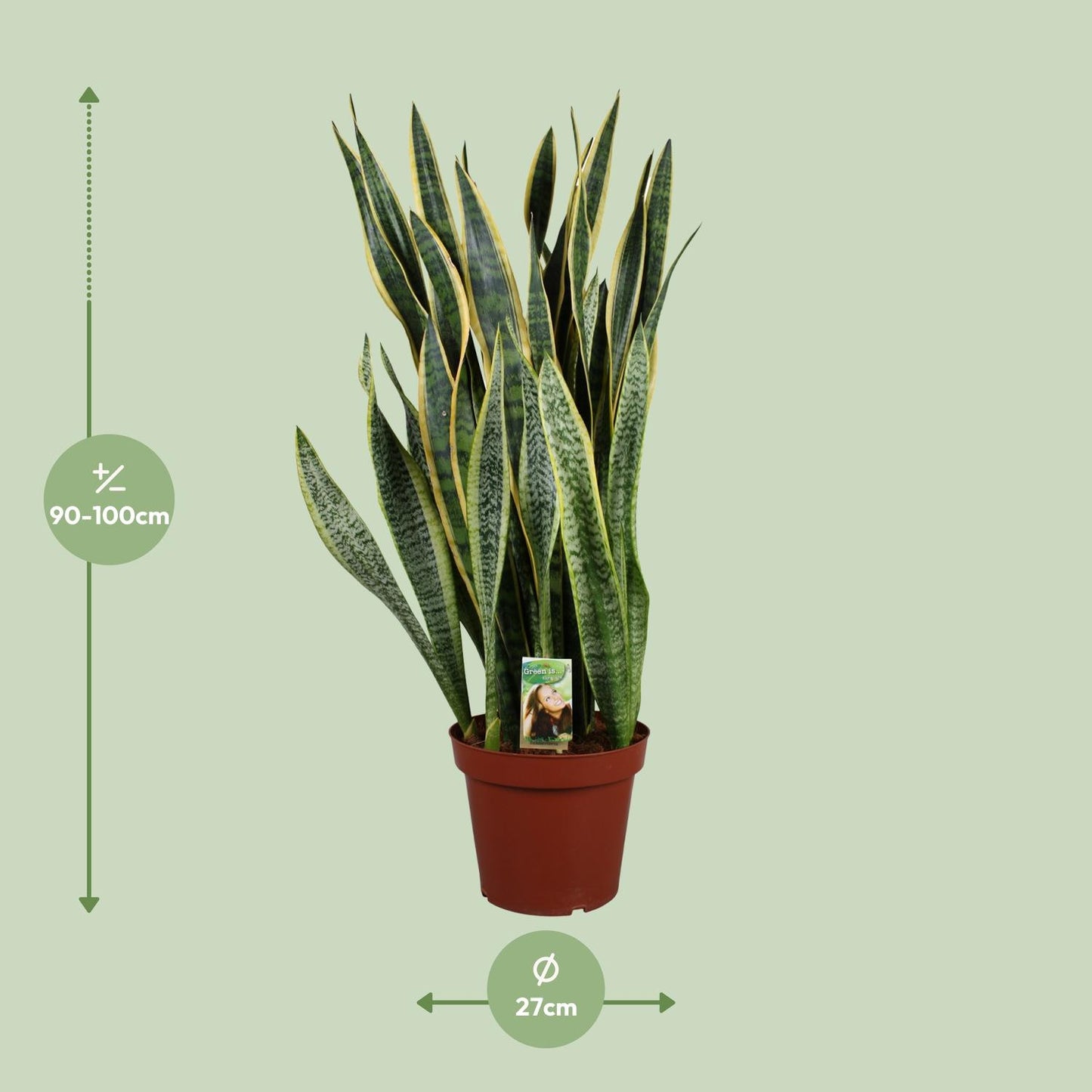 Sansevieria Laurentii P26 - Extra Dik - Ø27cm - ↕100cm - Pflanzfix24