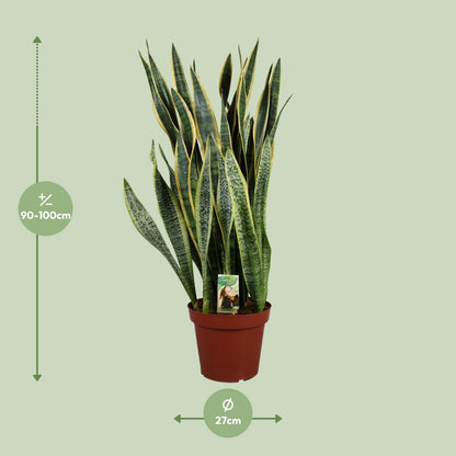 Sansevieria Laurentii P26 - Extra Dik - Ø27cm - ↕100cm - Pflanzfix24