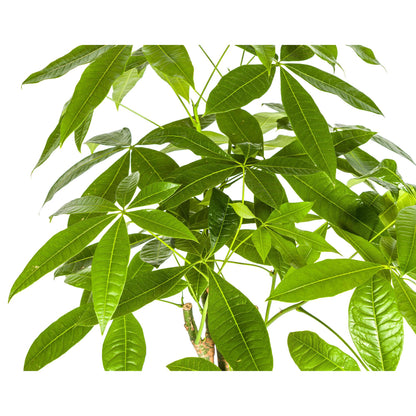 Pachira Aquatica Geldbaum Ø21cm 90-110cm – Pflanzfix24