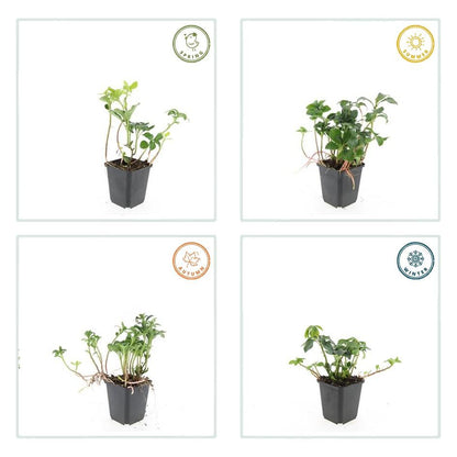 20x Pachysandra terminalis 'Green Sheen' - Pflanzfix24.de - Pflanzfix24.de