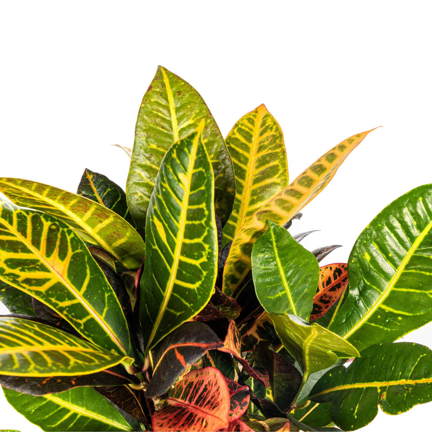 Codiaeum 'Croton' Petra Ø17cm - ↕40 - 60cm - Pflanzfix24