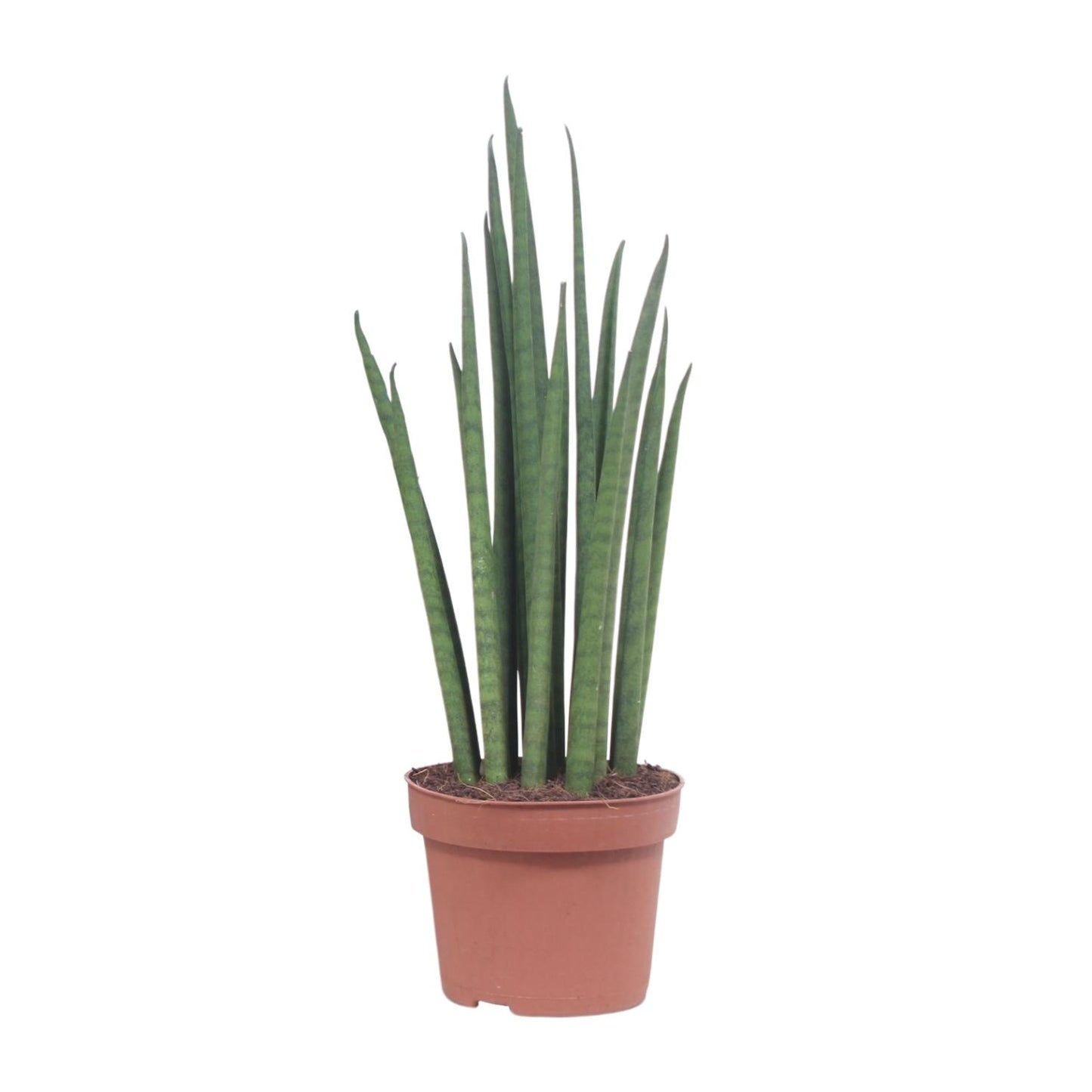 Sansevieria Mikado Ø12cm 40cm | Schwiegermutterzunge - Pflanzfix24.de - Pflanzfix24.de