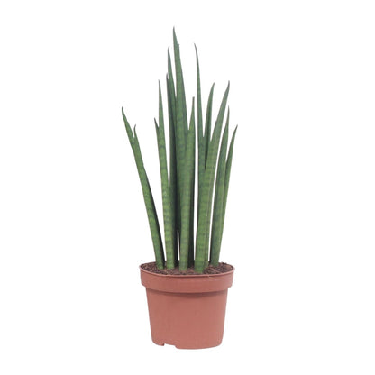 Sansevieria Mikado Ø12cm 40cm | Schwiegermutterzunge - Pflanzfix24.de - Pflanzfix24.de