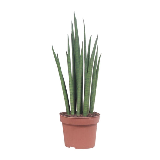 Sansevieria Mikado Ø12cm 40cm | Schwiegermutterzunge - Pflanzfix24.de - Pflanzfix24.de