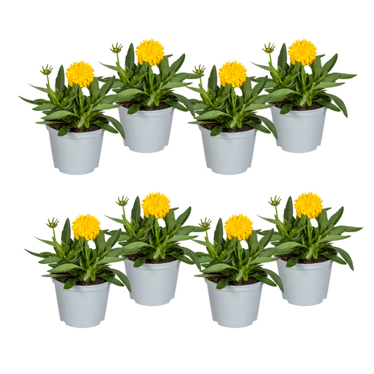 8x Coreopsis Grandiflora Ø13cm - ↕25 - 35cm - Pflanzfix24.de - Pflanzfix24.de