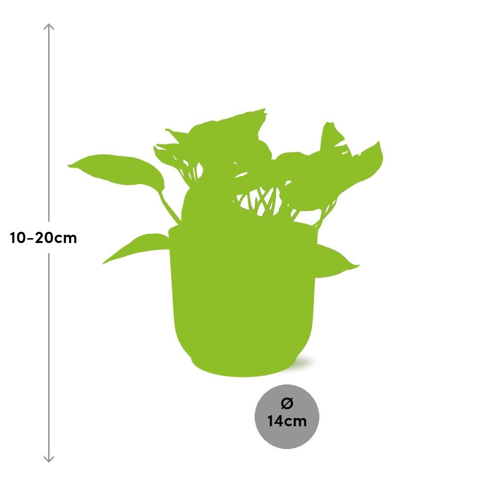 Scindapsus Marble Queen 14cm ELHO Vibes Fold Gelb – Pflanzfix24