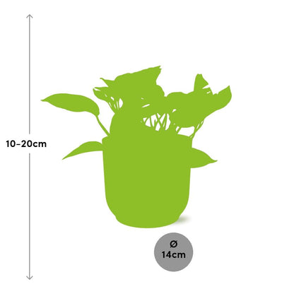 Scindapsus Marble Queen 14cm ELHO Vibes Fold Gelb – Pflanzfix24