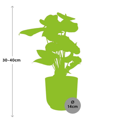 Anthurium Red 12cm in ELHO Vibes Fold 14cm geel - Pflanzfix24