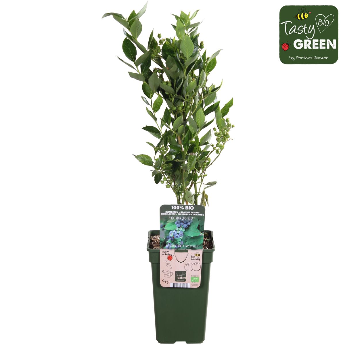 Vaccinium corymbosum 'Reka' - Ø13cm - ↕45cm bei Pflanzfix24