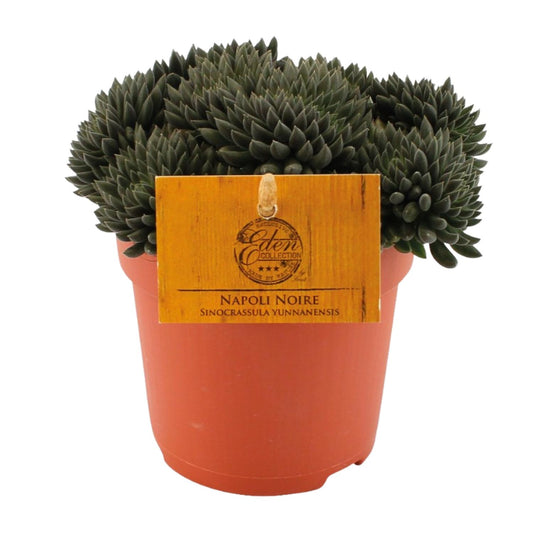 Sinocrassula Yunnanensis - Ø10,5 ↕15 - Pflanzfix24