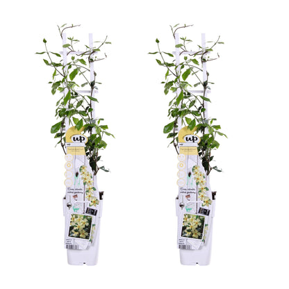 2x - Trachelospermum 'Star of Toscana' - ↨65cm - Ø15 - Pflanzfix24
