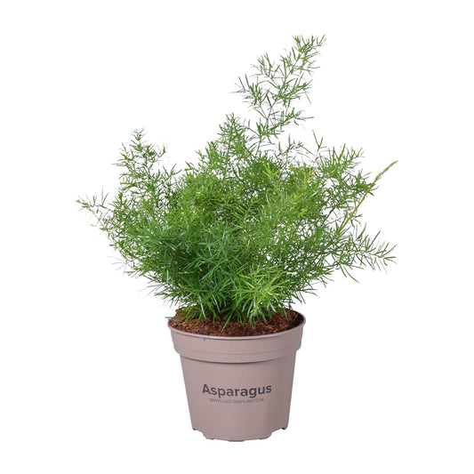 Asparagus Sprengeri - Ø15cm - ↕45cm bei Pflanzfix24