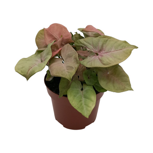 Syngonium 'Red Heart' - Ø13cm - ↕25cm - Pflanzfix24