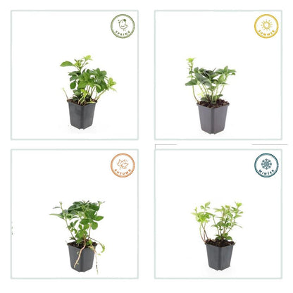 20x Pachysandra terminalis - Japanischer Ysander - Pflanzfix24.de - Pflanzfix24.de