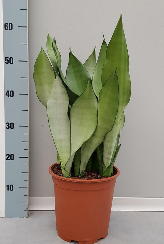 Sanseveria Moonshine - Ø21cm - ↕60cm - Pflanzfix24