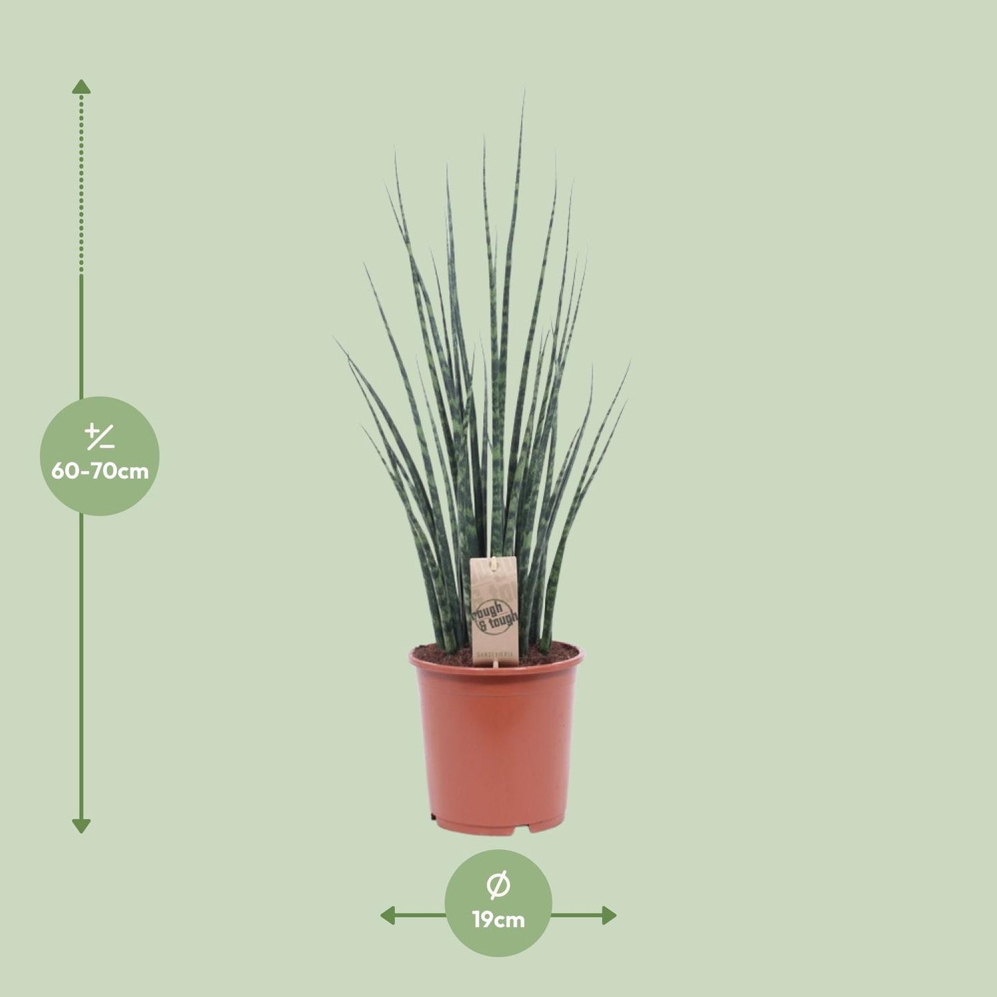 Sansevieria Fernwood Mikado Ø19cm – 80cm hoch | Pflanzfix24.de - Pflanzfix24.de