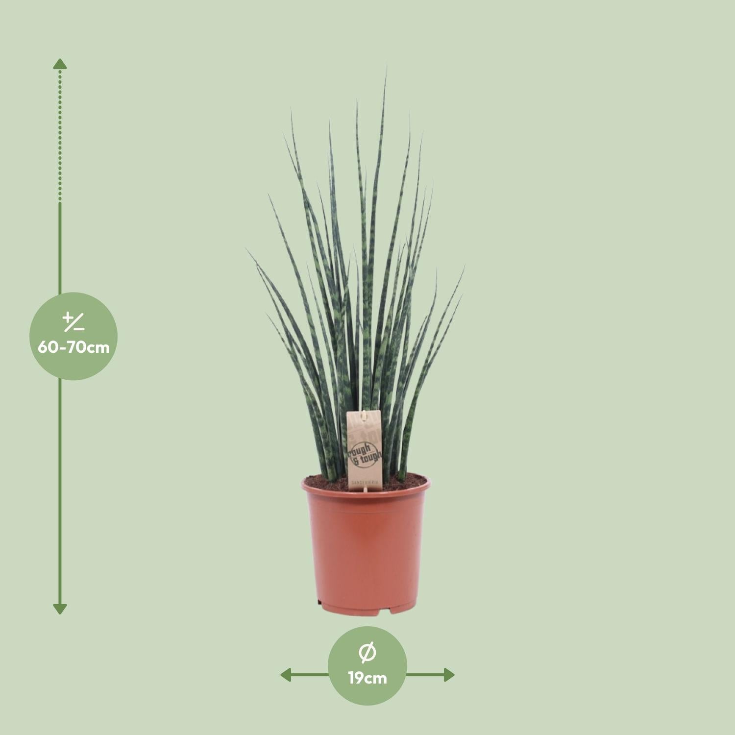 Sansevieria Fernwood Mikado Ø19cm – 80cm hoch | Pflanzfix24.de - Pflanzfix24.de