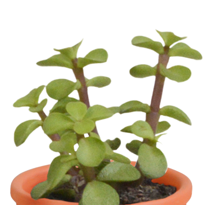 Kakteen und Sukkulenten Mix 5,5 cm | 15er Set - Terrakotta Topf - Pflanzfix24.de - Pflanzfix24.de