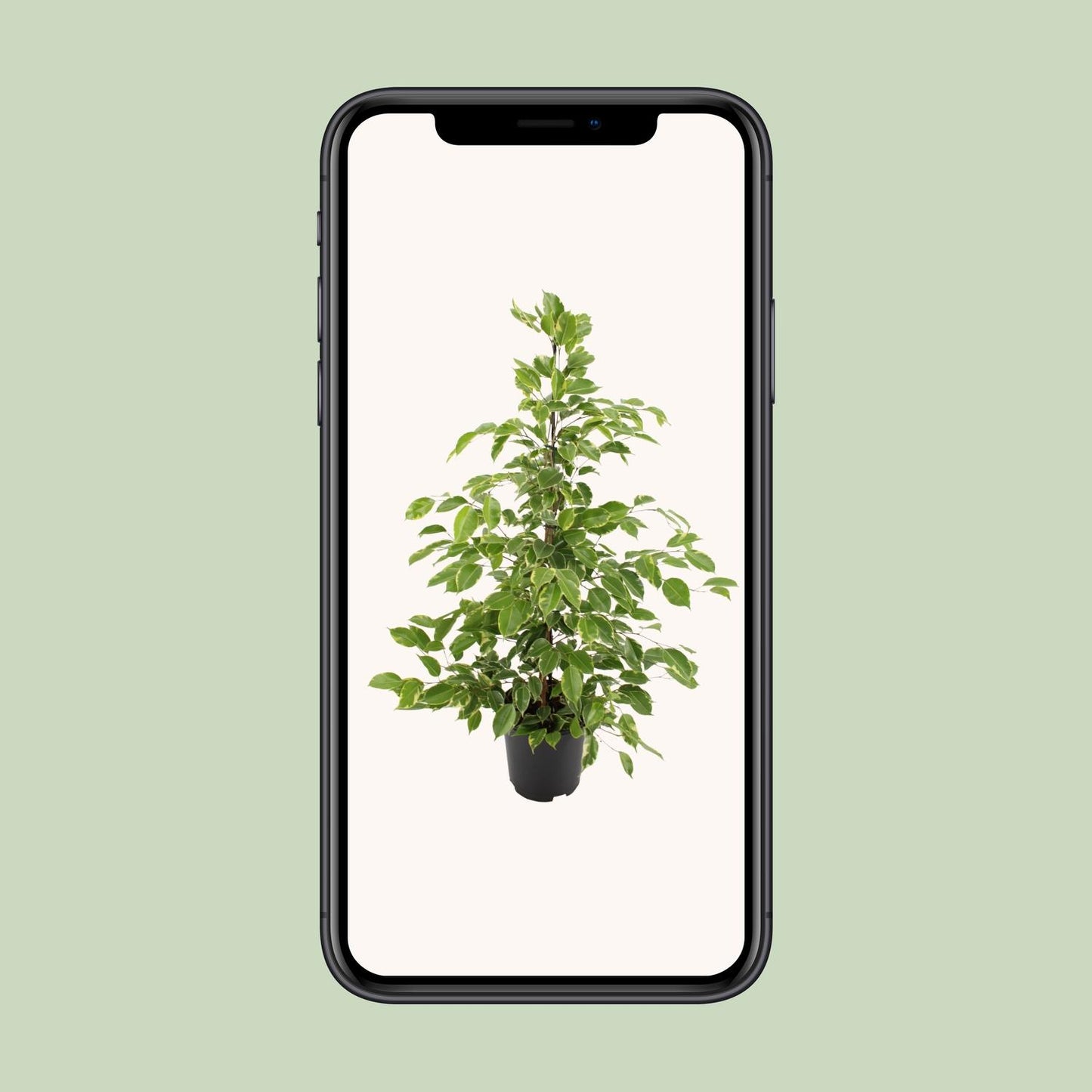 Ficus benjamina Goldenking - Ø21cm - ↕95cm bei Pflanzfix24