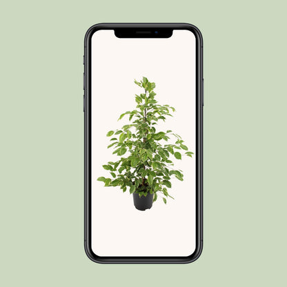 Ficus benjamina Goldenking - Ø21cm - ↕95cm bei Pflanzfix24