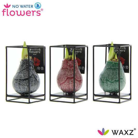 Pflanzfix24 No Water Flowers Waxz Formz Industrial Mix - 3 Stücke