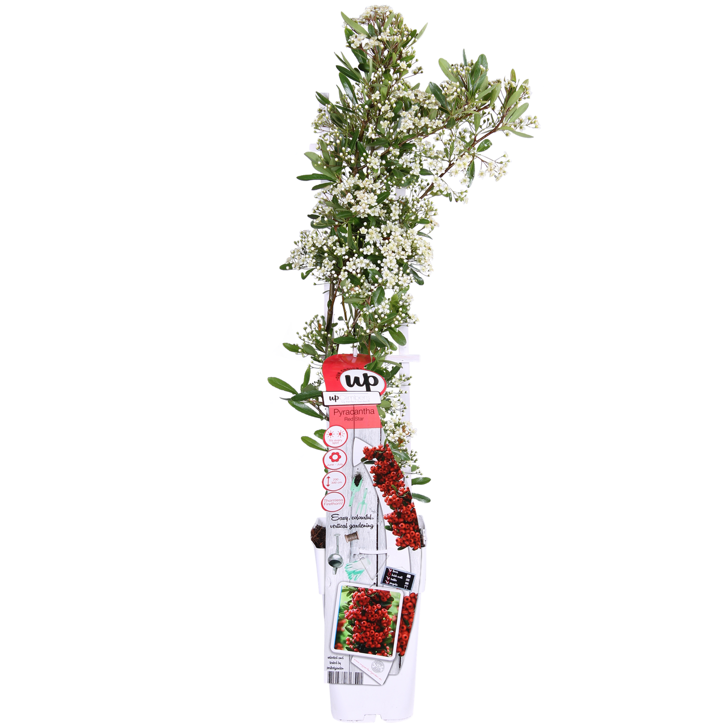 Pyracantha coccinea Red Star - Ø23cm - ↕75cm - Ø15 - ↨65cm - Pflanzfix24