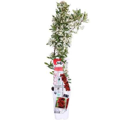 Pyracantha coccinea Red Star - Ø23cm - ↕75cm - Ø15 - ↨65cm - Pflanzfix24